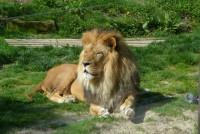 /album/zoo-dvur-kralove/p1010573-jpg/