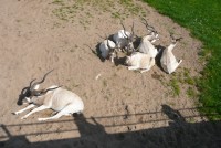 /album/zoo-dvur-kralove/p1010582-jpg/