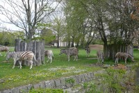 /album/zoo-dvur-kralove/p1010626-jpg/