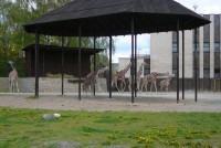 /album/zoo-dvur-kralove/p1010641-jpg/