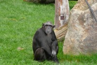 /album/zoo-dvur-kralove/p1010651-jpg/