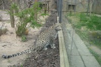 /album/zoo-dvur-kralove/p1010667-jpg/