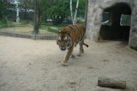 /album/zoo-dvur-kralove/p1010668-jpg/